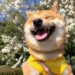 Avatar of Mehwish Iqbal